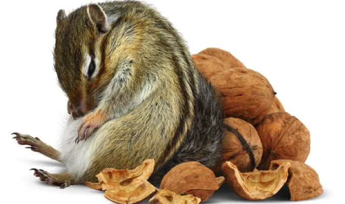 Syöpä ja hyvä paha punaviini